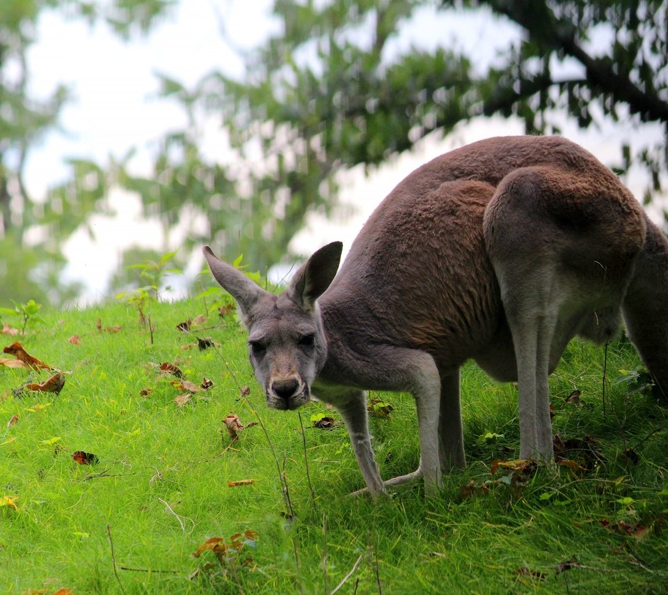 Обои трава, поза, кенгуру, grass, pose, kangaroo разрешение 2560x1707 Загрузить