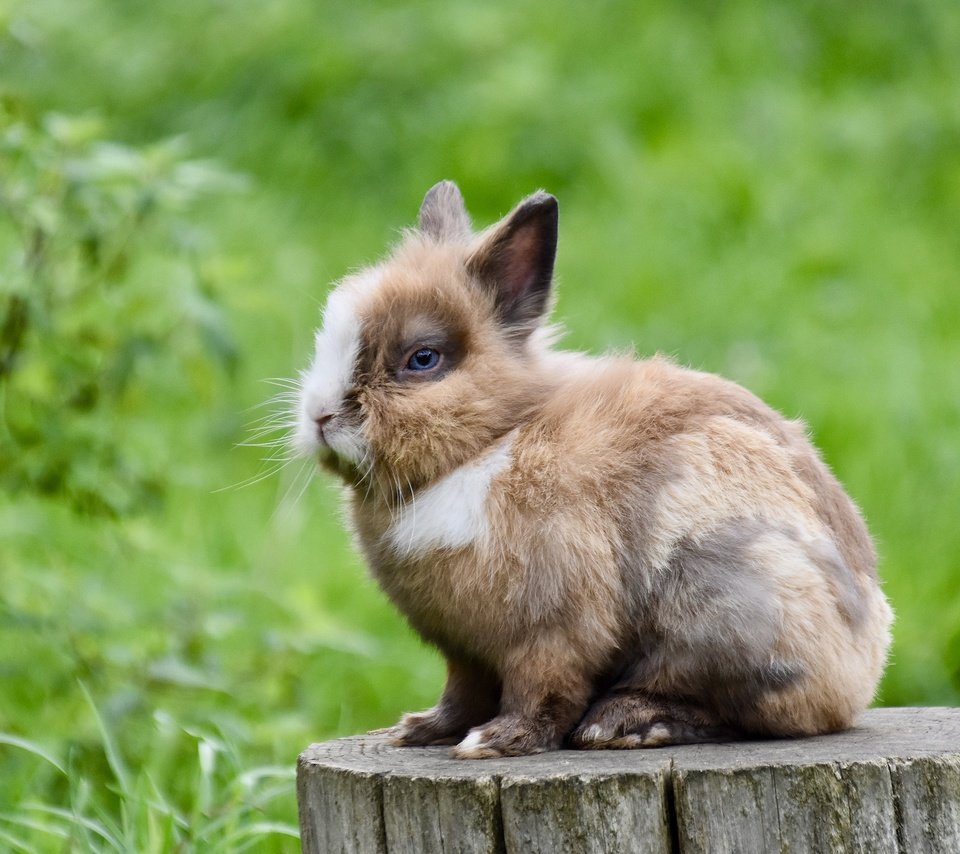 Обои трава, природа, кролик, пень, заяц, пятнистый, grass, nature, rabbit, stump, hare, spotted разрешение 2560x1706 Загрузить