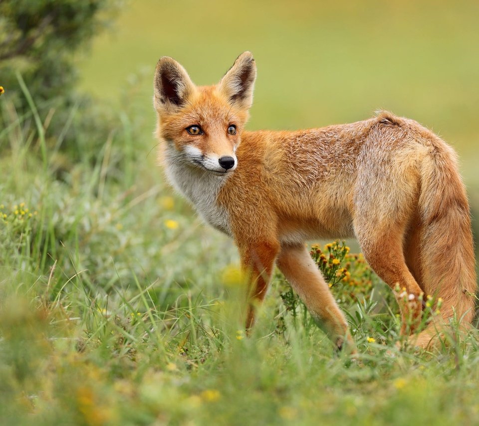 Обои трава, природа, поза, взгляд, лиса, grass, nature, pose, look, fox разрешение 2000x1286 Загрузить