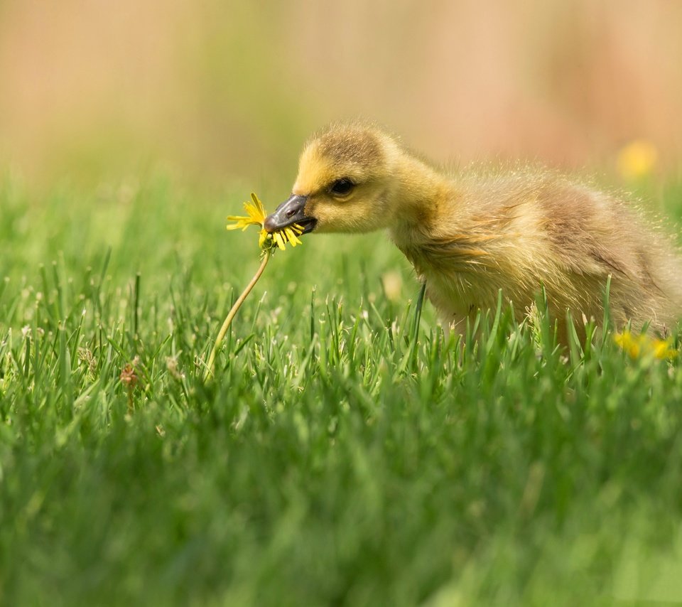 Обои трава, птенец, цветок, поляна, птица, одуванчик, утенок, гусенок, grass, chick, flower, glade, bird, dandelion, duck, gosling разрешение 4096x2751 Загрузить