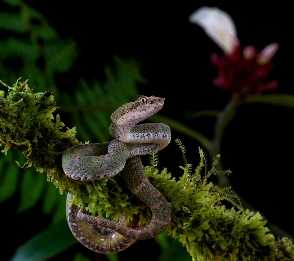 Обои ветка, цветок, змея, мох, черный фон, серая, branch, flower, snake, moss, black background, grey разрешение 3840x2556 Загрузить