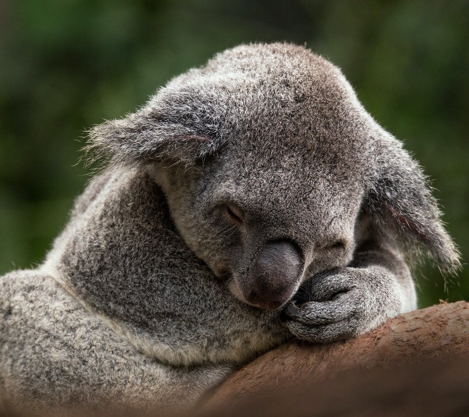 Обои ветка, коала, поза, закрытые глаза, лапы, сон, спит, отдых, мордашка, зеленый фон, branch, koala, pose, closed eyes, paws, sleep, sleeping, stay, face, green background разрешение 4822x3214 Загрузить