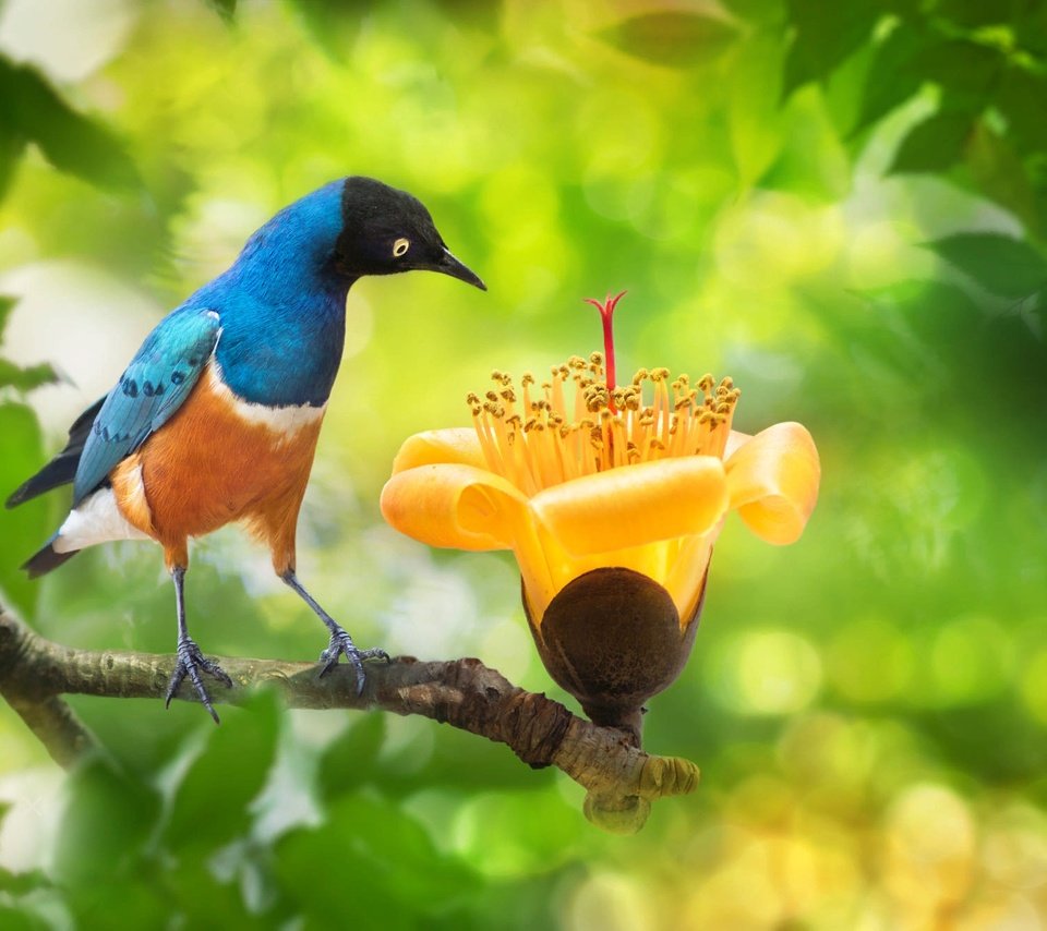 Обои ветка, fuyi chen, природа, дерево, цветок, листва, птица, тайвань, боке, branch, nature, tree, flower, foliage, bird, taiwan, bokeh разрешение 2000x1333 Загрузить