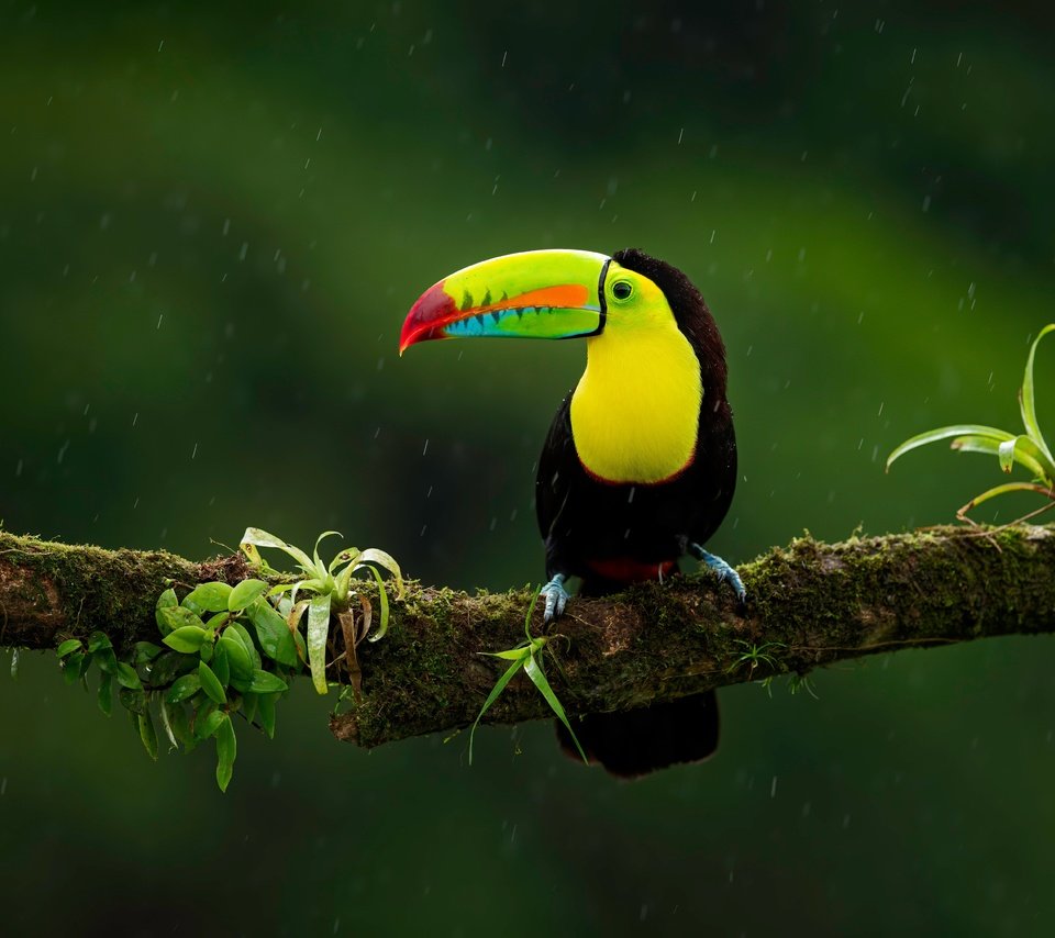 Обои ветка, птица, тукан, темный фон, дождь, branch, bird, toucan, the dark background, rain разрешение 6301x4480 Загрузить