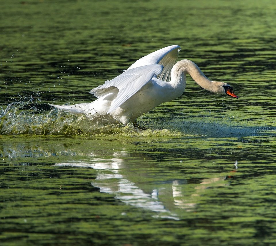 Обои вода, водоем, брызги, птица, взлёт, лебедь, взмах крыльев, water, pond, squirt, bird, the rise, swan, flap разрешение 3840x2160 Загрузить