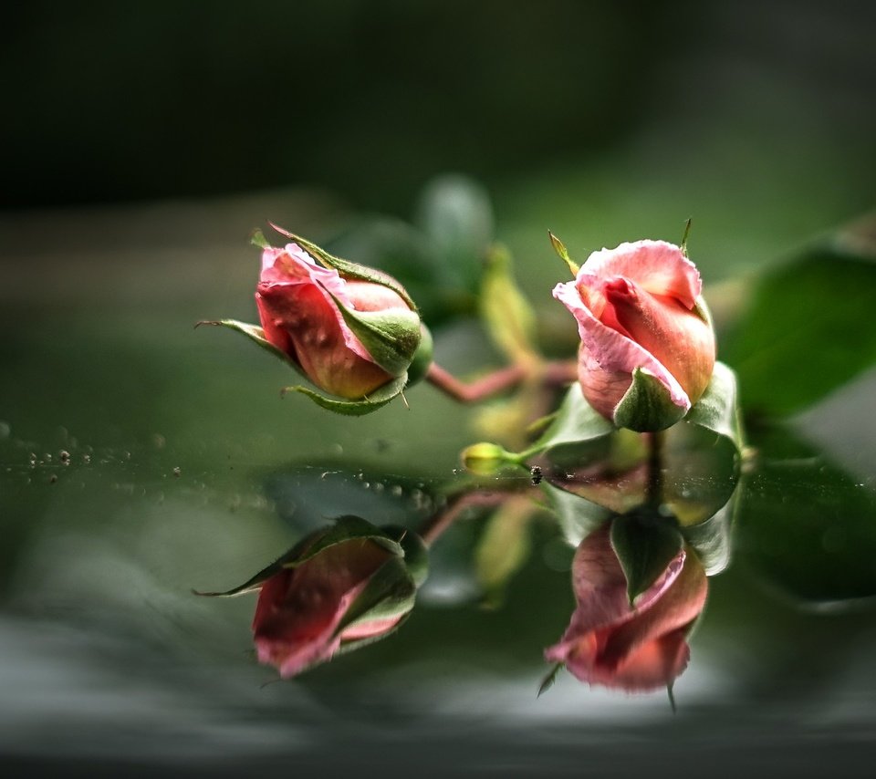 Обои вода, бутоны, отражение, розы, розовые, water, buds, reflection, roses, pink разрешение 2000x1284 Загрузить