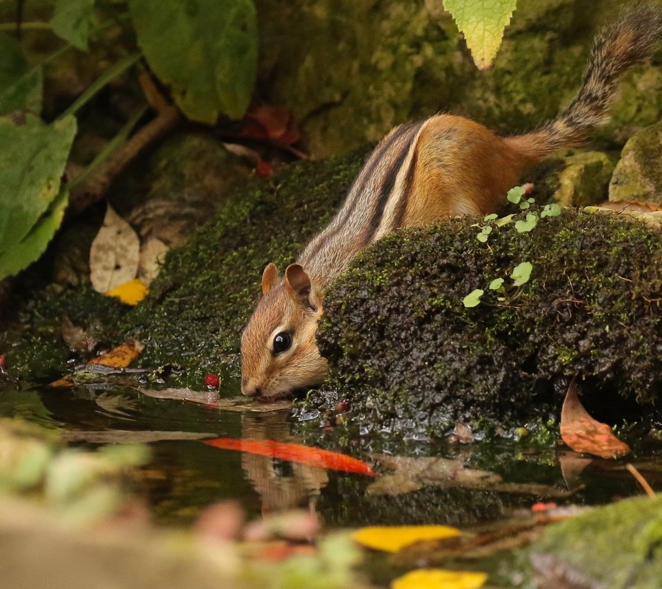 Обои вода, природа, камни, листья, животное, зверек, бурундук, грызун, water, nature, stones, leaves, animal, chipmunk, rodent разрешение 2048x1401 Загрузить