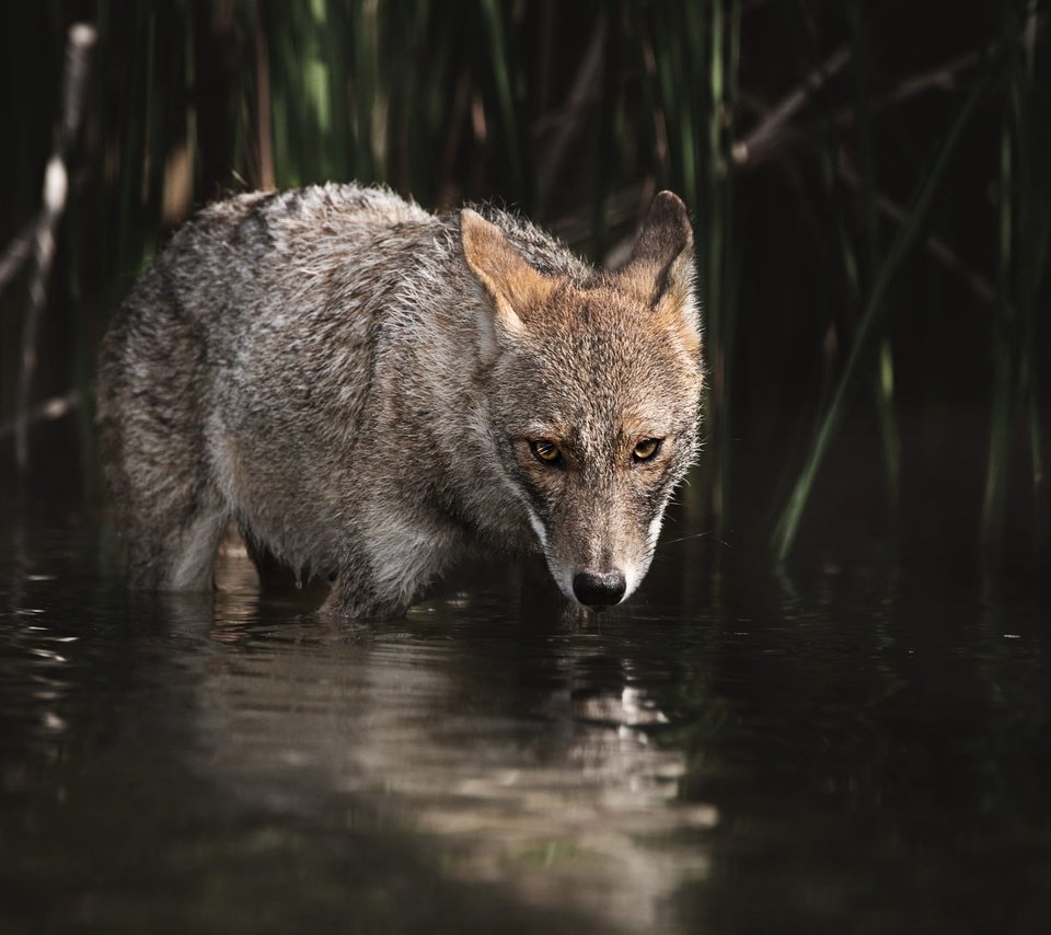 Обои вода, взгляд, водоем, темный фон, купание, волк, койот, water, look, pond, the dark background, bathing, wolf, coyote разрешение 2000x1333 Загрузить