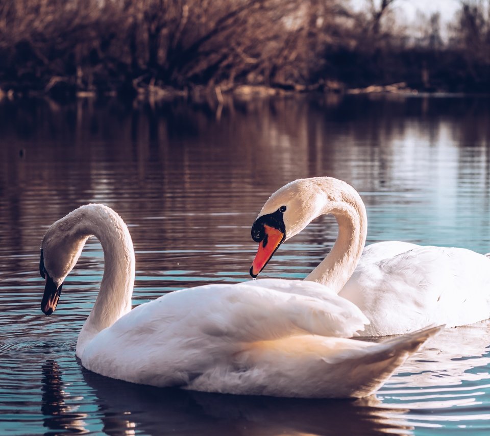 Обои водоем, птицы, пара, лебеди, pond, birds, pair, swans разрешение 4974x3316 Загрузить
