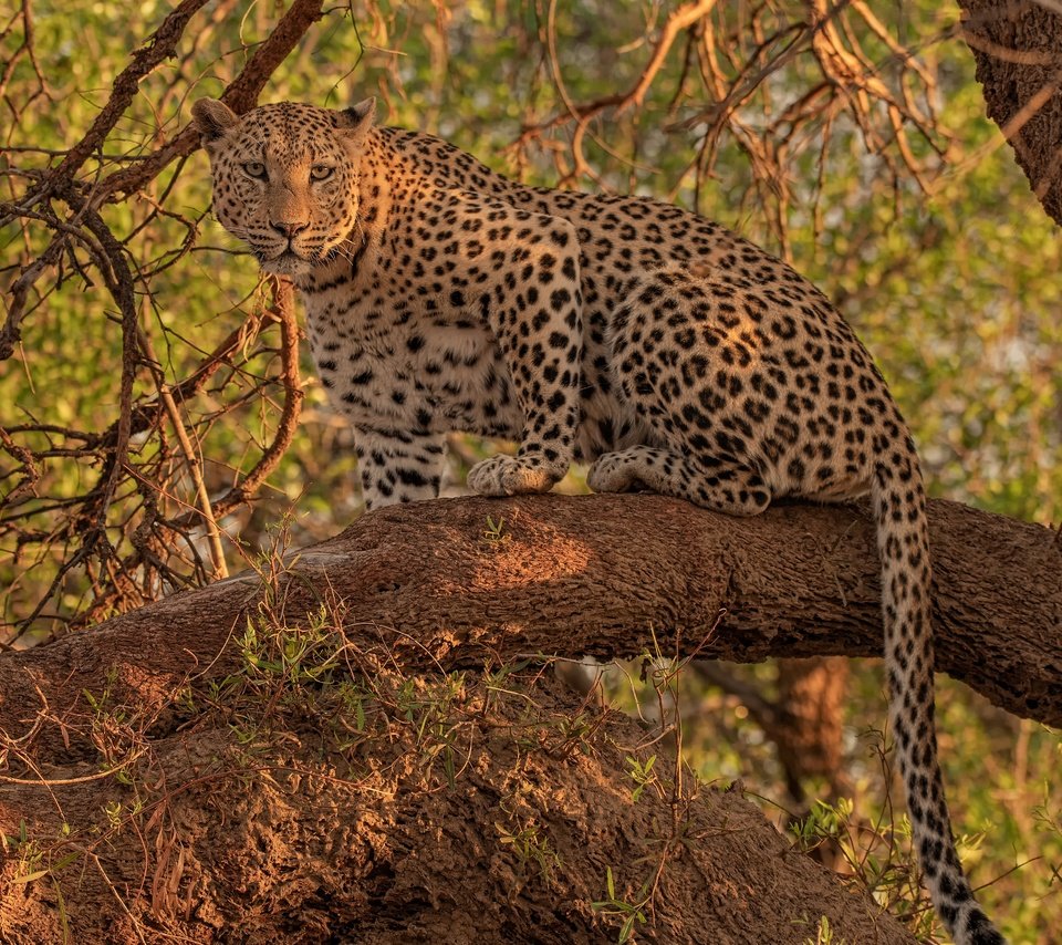 Обои взгляд, леопард, дикая кошка, на дереве, look, leopard, wild cat, on the tree разрешение 4300x3268 Загрузить