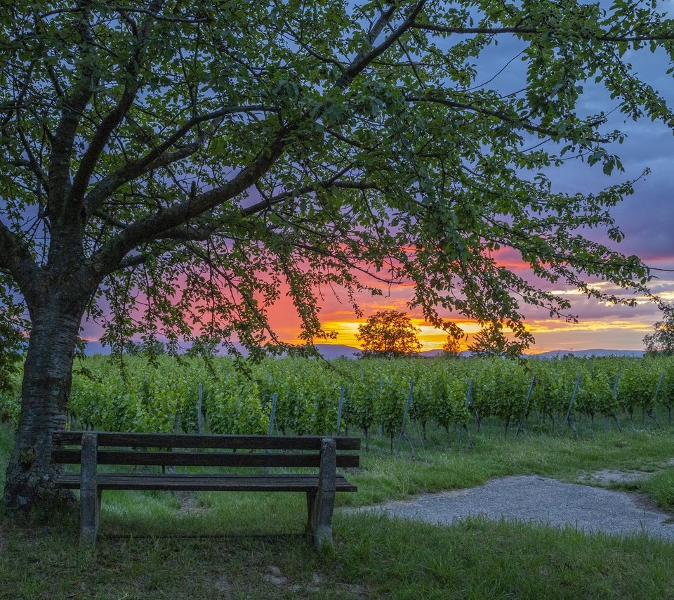 Обои закат, скамья, виноградник, sunset, bench, vineyard разрешение 3840x2160 Загрузить