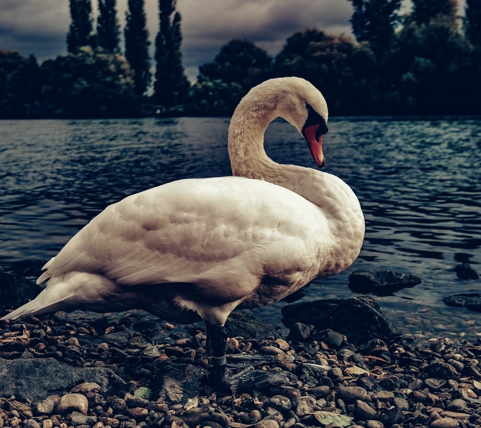 Обои берег, галька, белый, водоем, птица, темный фон, лебедь, shore, pebbles, white, pond, bird, the dark background, swan разрешение 5921x3947 Загрузить