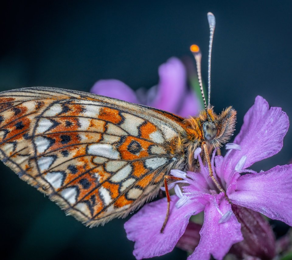 Обои цветок, бабочка, flower, butterfly разрешение 3500x2335 Загрузить