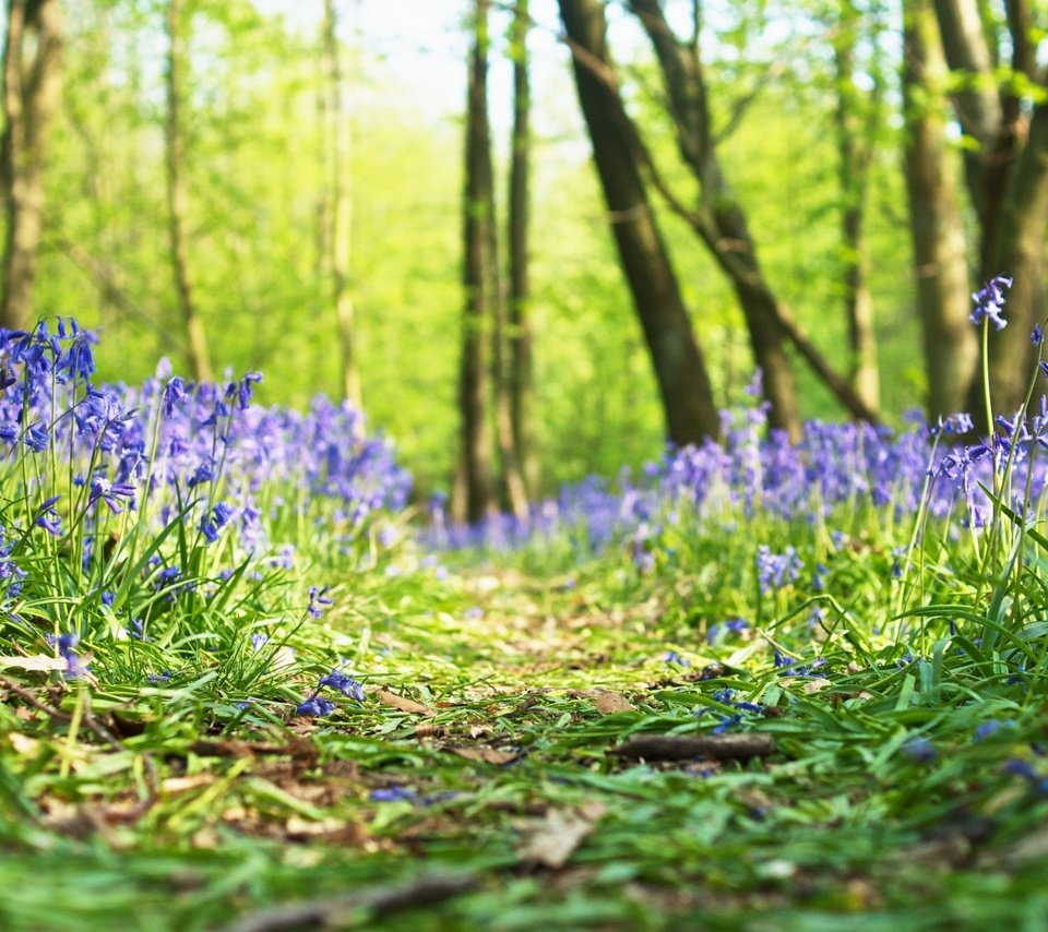 Обои цветы, трава, лес, весна, flowers, grass, forest, spring разрешение 2880x1800 Загрузить