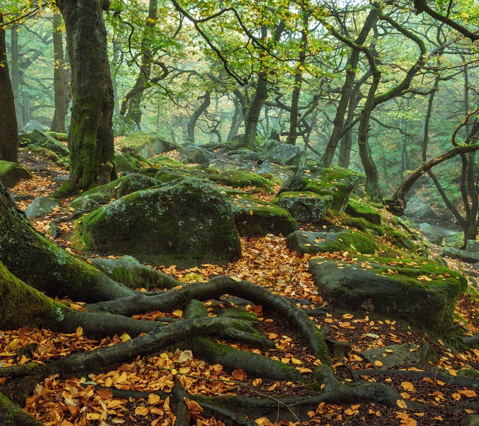 Обои деревья, природа, камни, лес, осень, англия, корни, trees, nature, stones, forest, autumn, england, roots разрешение 3840x2400 Загрузить
