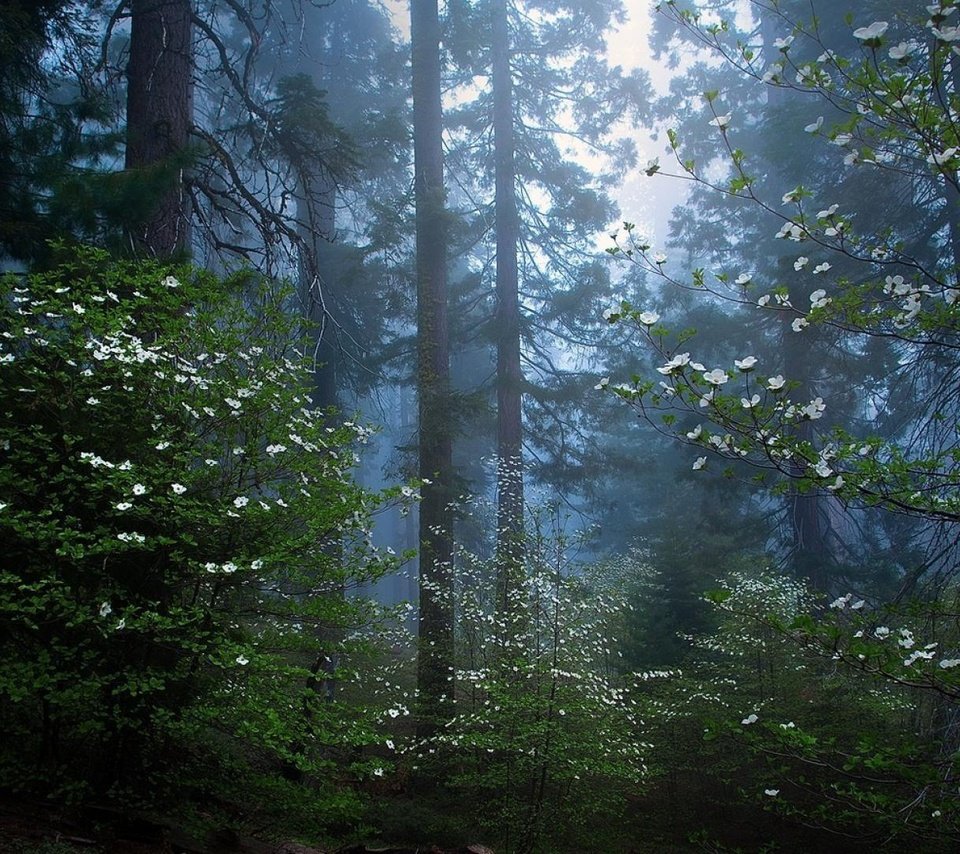 Обои деревья, природа, лес, утро, секвойя, trees, nature, forest, morning, sequoia разрешение 1920x1080 Загрузить