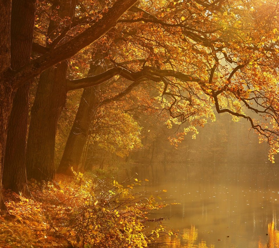 Обои деревья, природа, осень, trees, nature, autumn разрешение 2048x1274 Загрузить