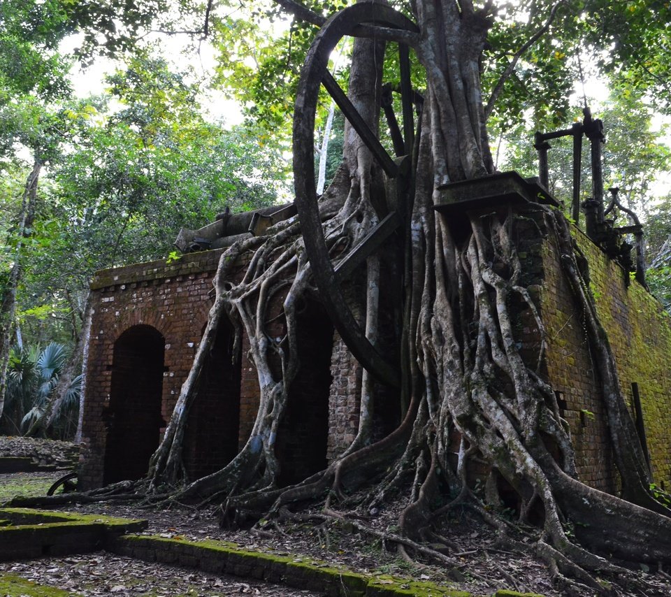 Обои деревья, руины, архитектура, корни, камбоджа, trees, ruins, architecture, roots, cambodia разрешение 4928x3264 Загрузить