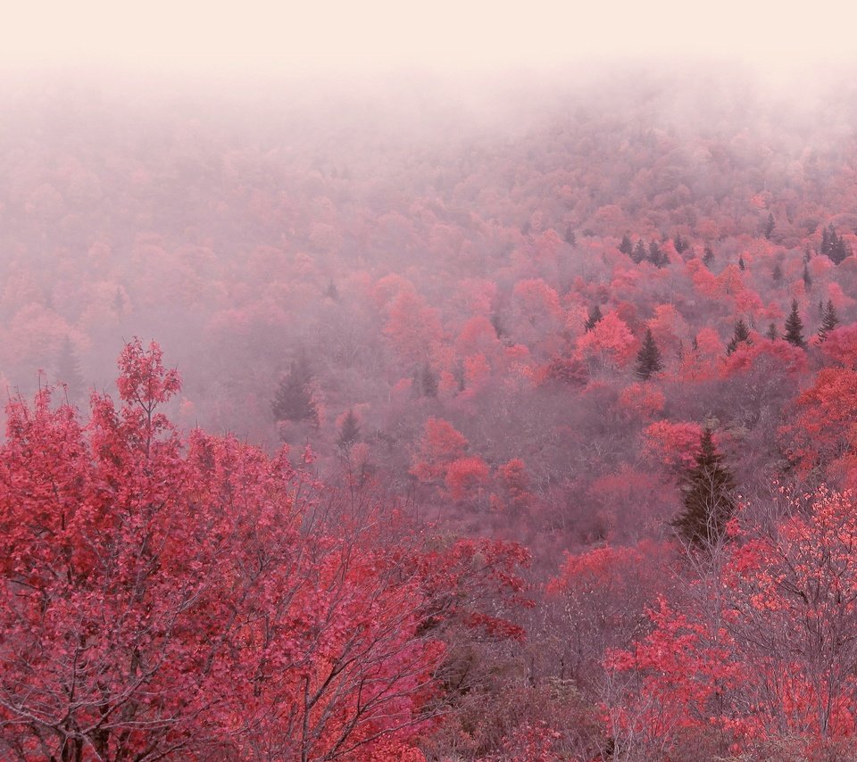 Обои деревья, утро, туман, осень, trees, morning, fog, autumn разрешение 3840x2160 Загрузить