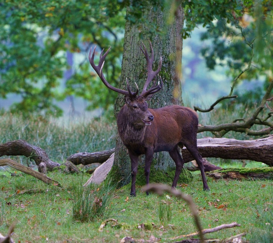 Обои дерево, лес, олень, ветки, рога, благородный олень, tree, forest, deer, branches, horns, red deer разрешение 3840x2160 Загрузить