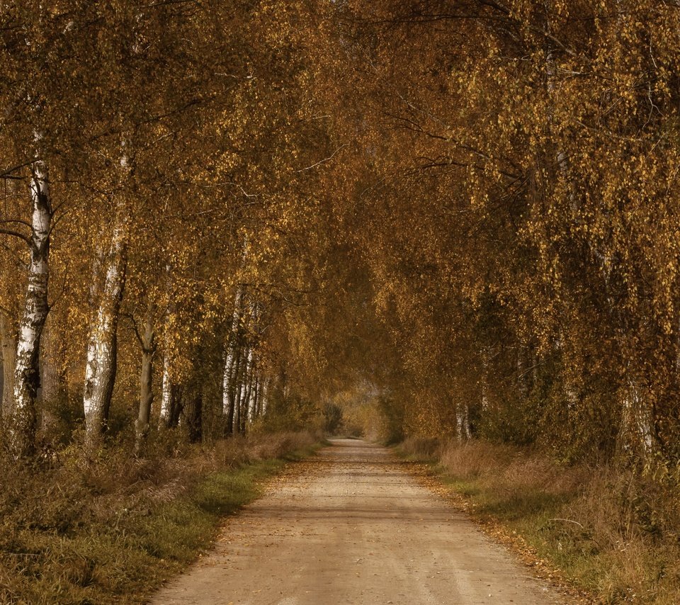Обои дорога, березы, осень, road, birch, autumn разрешение 3840x2160 Загрузить