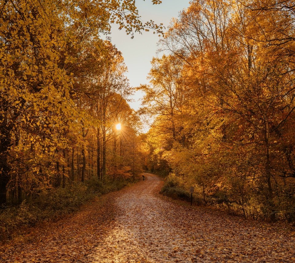 Обои дорога, деревья, солнце, природа, листья, закат, листва, осень, road, trees, the sun, nature, leaves, sunset, foliage, autumn разрешение 4345x2896 Загрузить