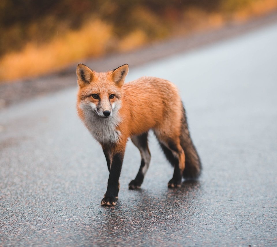 Обои дорога, мордочка, взгляд, лиса, лисица, размытый фон, road, muzzle, look, fox, blurred background разрешение 2400x1600 Загрузить