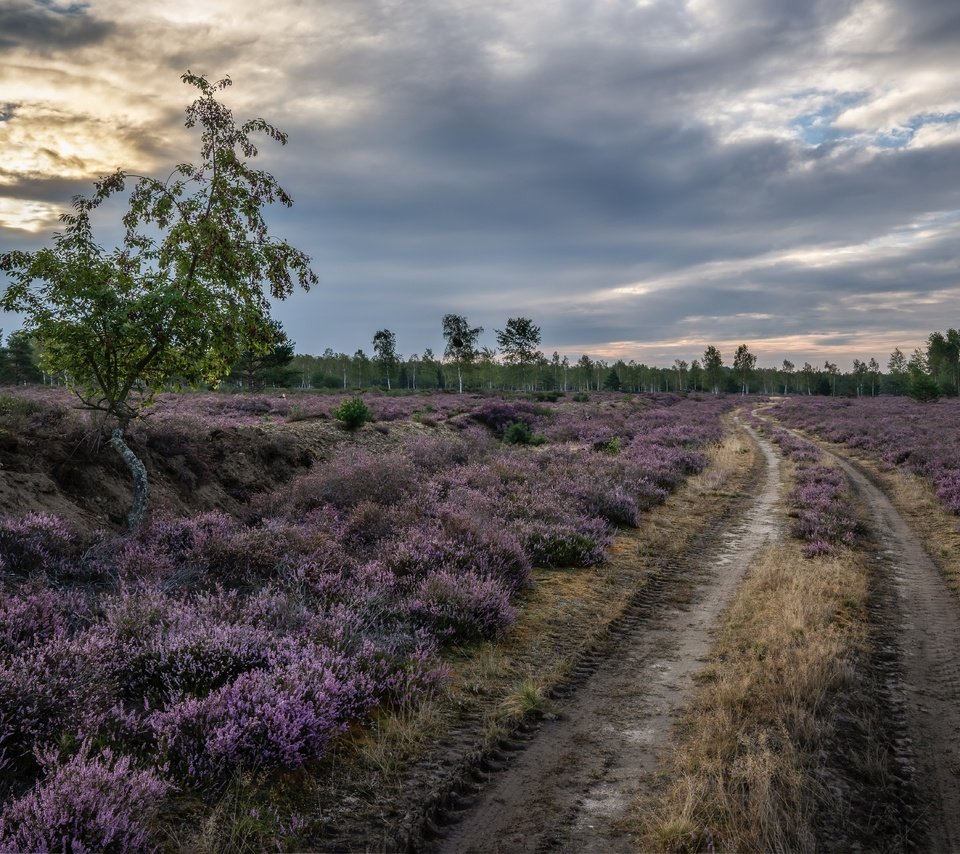 Обои дорога, природа, поле, road, nature, field разрешение 6002x4003 Загрузить