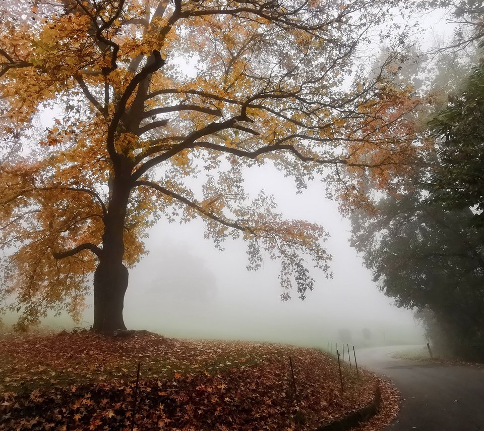 Обои дорога, туман, осень, road, fog, autumn разрешение 3840x2160 Загрузить