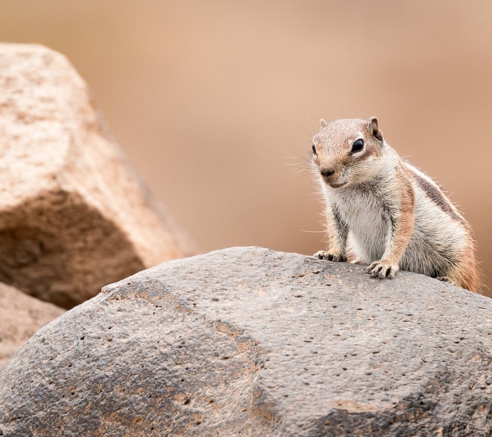 Обои камни, фон, поза, взгляд, суслик, золотистый суслик, stones, background, pose, look, gopher разрешение 3598x2399 Загрузить