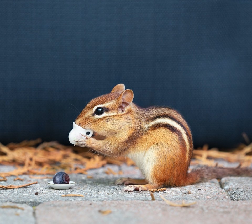 Обои профиль, кружка, синий фон, бурундук, грызун, profile, mug, blue background, chipmunk, rodent разрешение 4701x3134 Загрузить