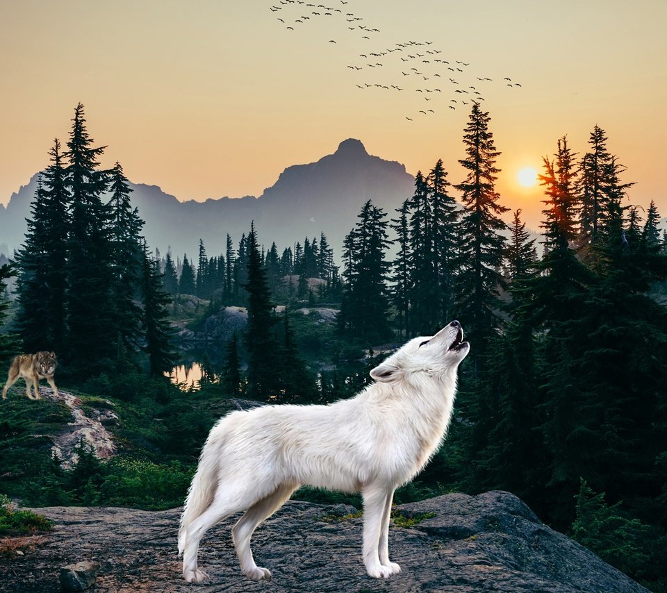 Обои лес, белый, рендеринг, волк, вой, полярный, forest, white, rendering, wolf, howl, polar разрешение 2560x1440 Загрузить