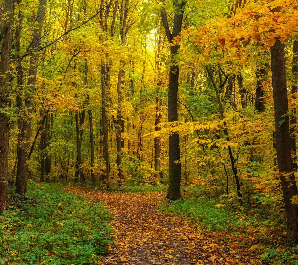 Обои лес, листва, панорама, осень, forest, foliage, panorama, autumn разрешение 6144x2403 Загрузить