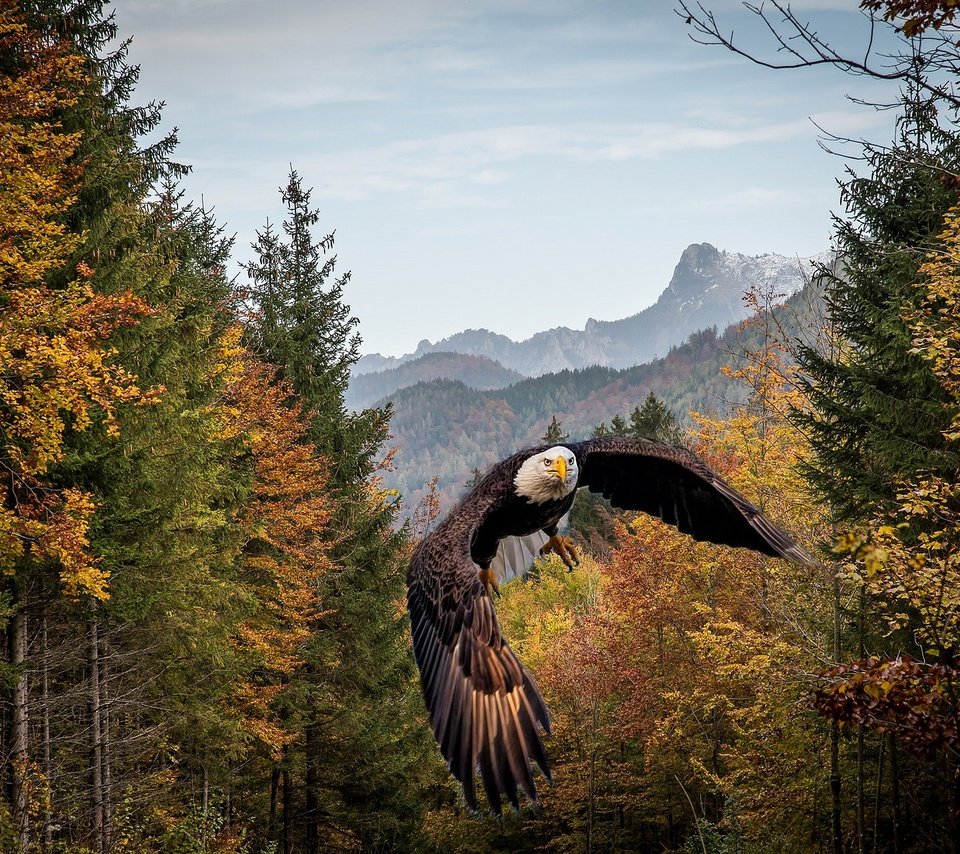 Обои лес, полет, осень, рендеринг, птица, белоголовый орлан, forest, flight, autumn, rendering, bird, bald eagle разрешение 2560x1709 Загрузить