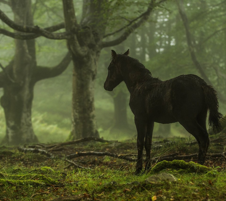 Обои лошадь, деревья, лес, конь, horse, trees, forest разрешение 2048x1223 Загрузить