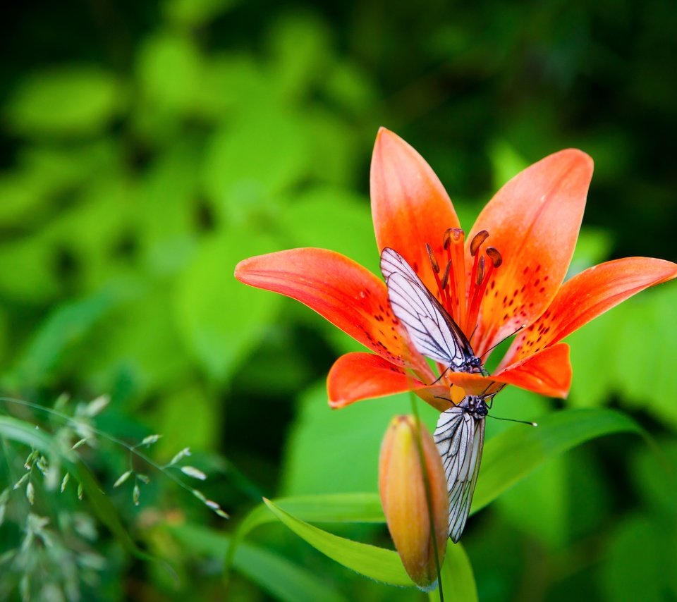 Обои макро, цветок, лето, крылья, сад, насекомые, лилия, бабочки, macro, flower, summer, wings, garden, insects, lily, butterfly разрешение 5616x3744 Загрузить