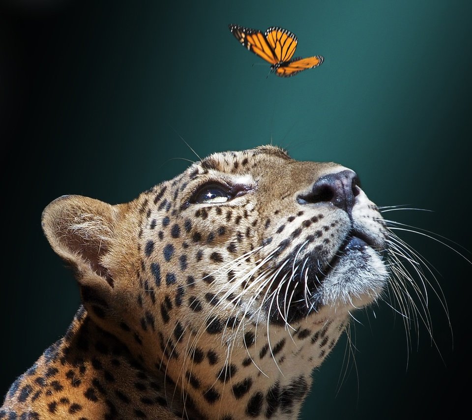 Обои морда, фон, бабочка, ягуар, дикая кошка, face, background, butterfly, jaguar, wild cat разрешение 2048x1536 Загрузить