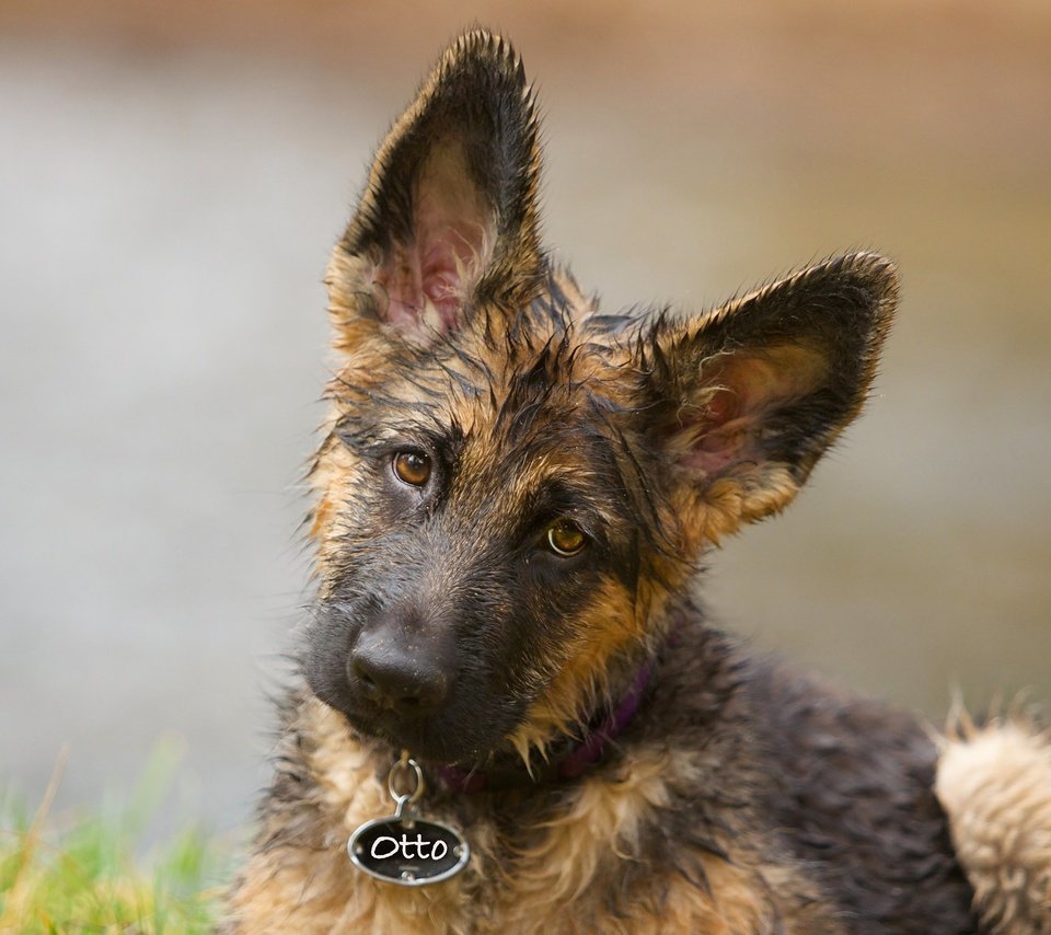 Обои морда, фон, взгляд, собака, щенок, уши, немецкая овчарка, face, background, look, dog, puppy, ears, german shepherd разрешение 2047x1624 Загрузить