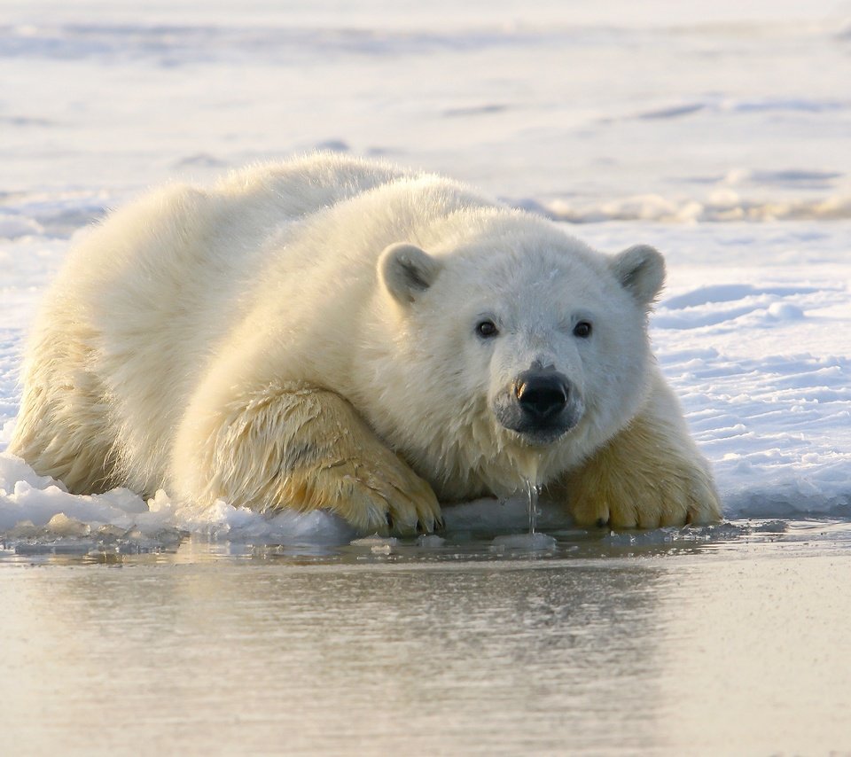 Обои белый медведь, морда, медвежонок, снег, берег, зима, взгляд, медведь, лёд, лежит, polar bear, face, snow, shore, winter, look, bear, ice, lies разрешение 2560x1707 Загрузить