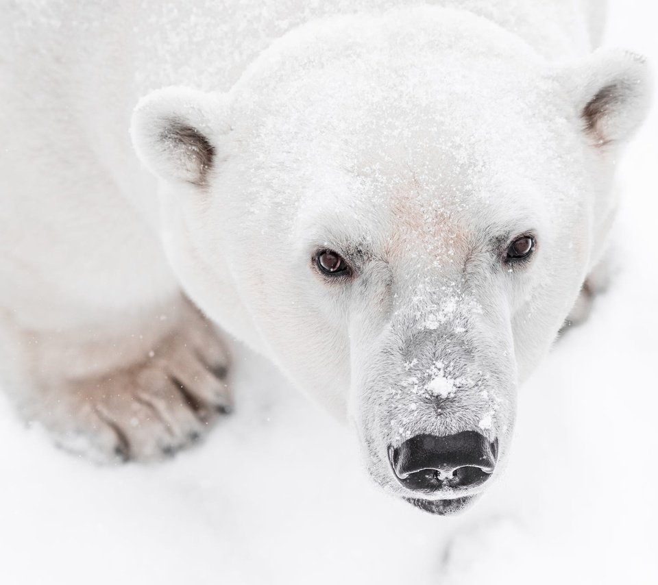 Обои морда, снег, лапы, взгляд, медведь, белый медведь, face, snow, paws, look, bear, polar bear разрешение 2000x1335 Загрузить