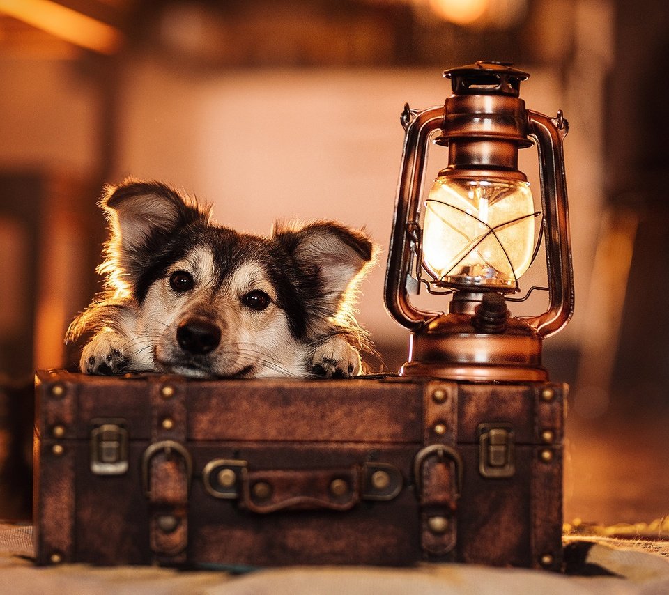 Обои морда, взгляд, лампа, собака, фонарь, чемодан, face, look, lamp, dog, lantern, suitcase разрешение 2048x1365 Загрузить