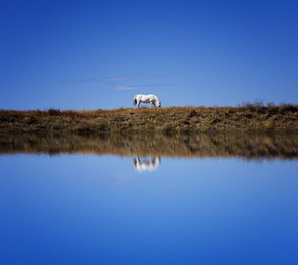 Обои небо, лошадь, берег, отражение, водоем, конь, синева, the sky, horse, shore, reflection, pond, blue разрешение 6000x3766 Загрузить