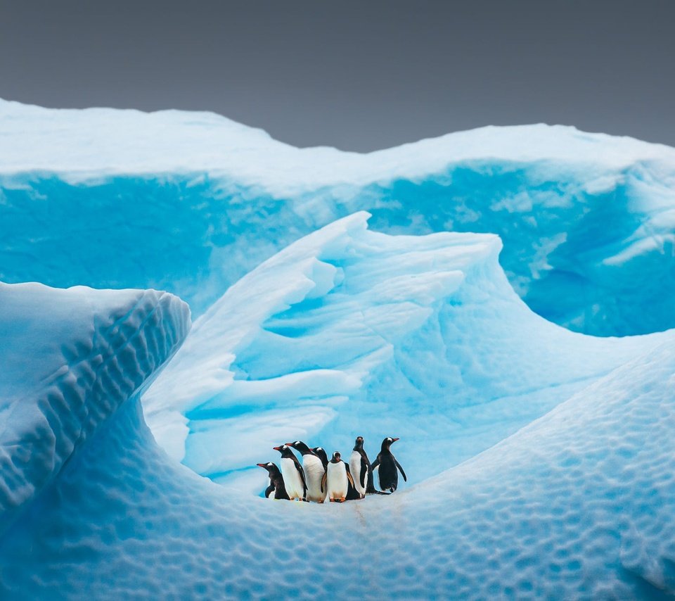 Обои пингвины, небо, льдина, снег, природа, айсберг, птицы, пингвин, стая, антарктида, penguins, the sky, floe, snow, nature, iceberg, birds, penguin, pack, antarctica разрешение 2000x1294 Загрузить
