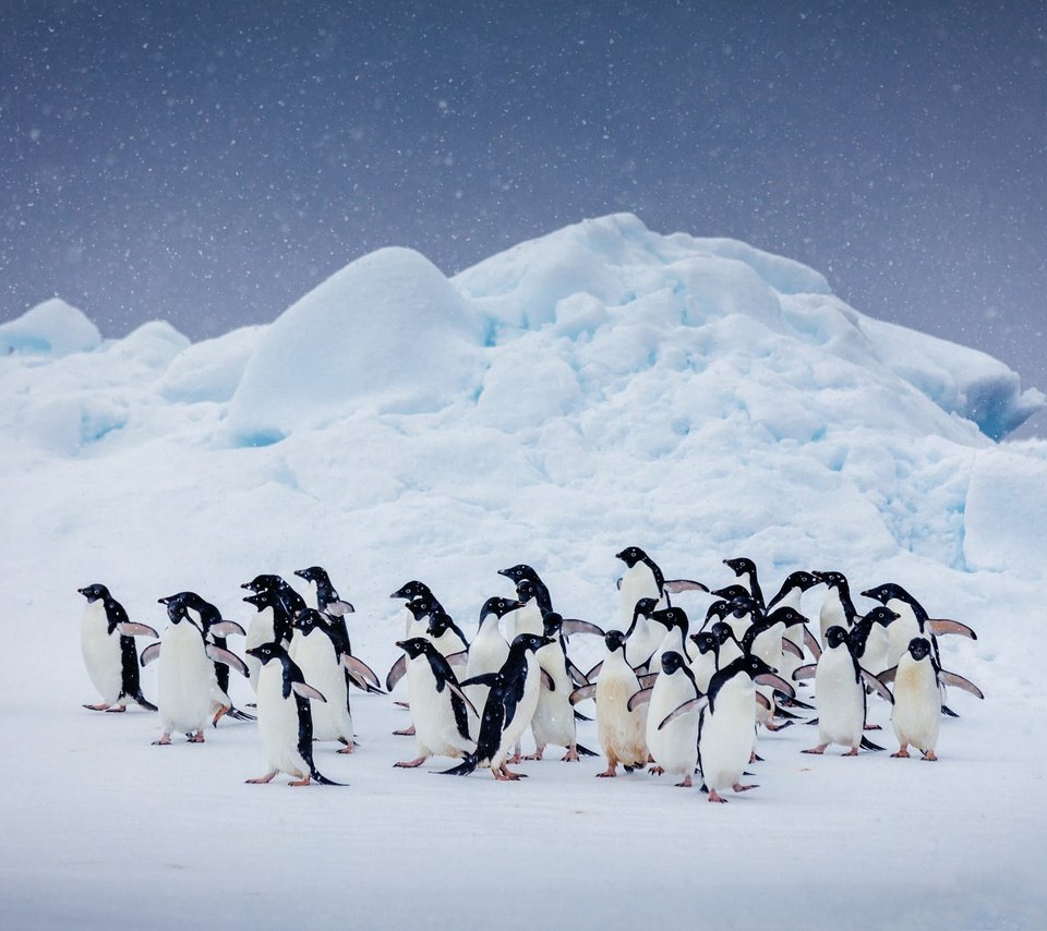 Обои небо, снег, природа, птицы, пингвин, стая, антарктида, пингвины, the sky, snow, nature, birds, penguin, pack, antarctica, penguins разрешение 2000x1373 Загрузить