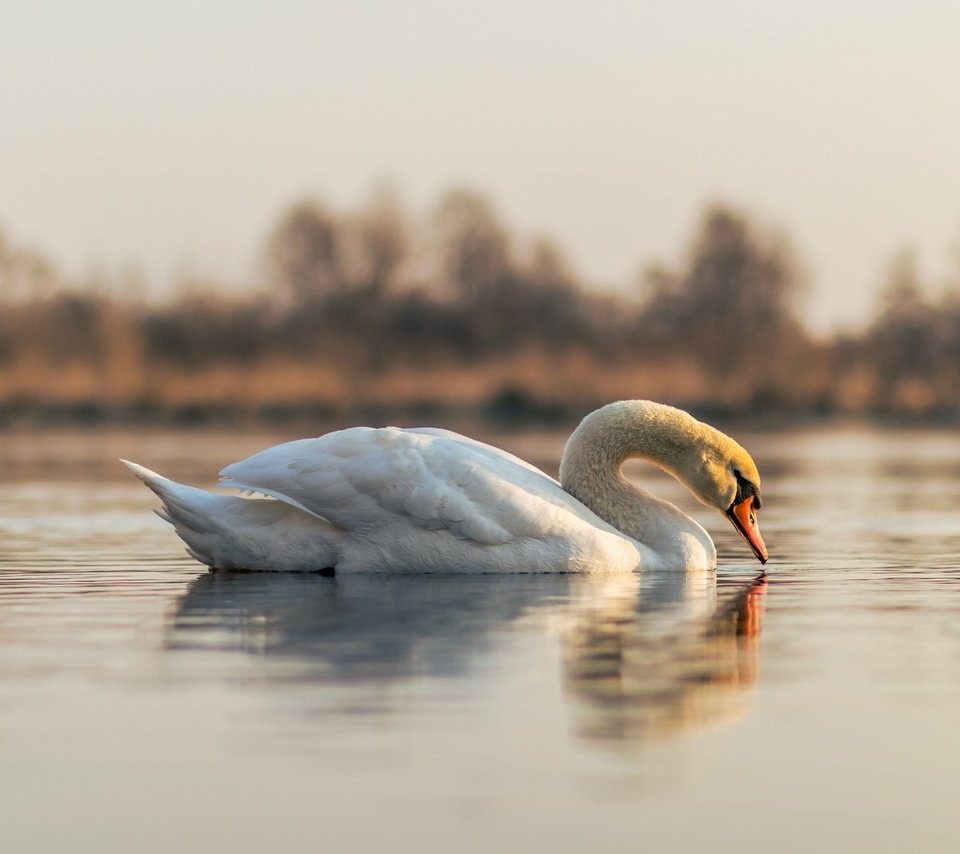 Обои отражение, белый, водоем, птица, лебедь, reflection, white, pond, bird, swan разрешение 5797x3865 Загрузить