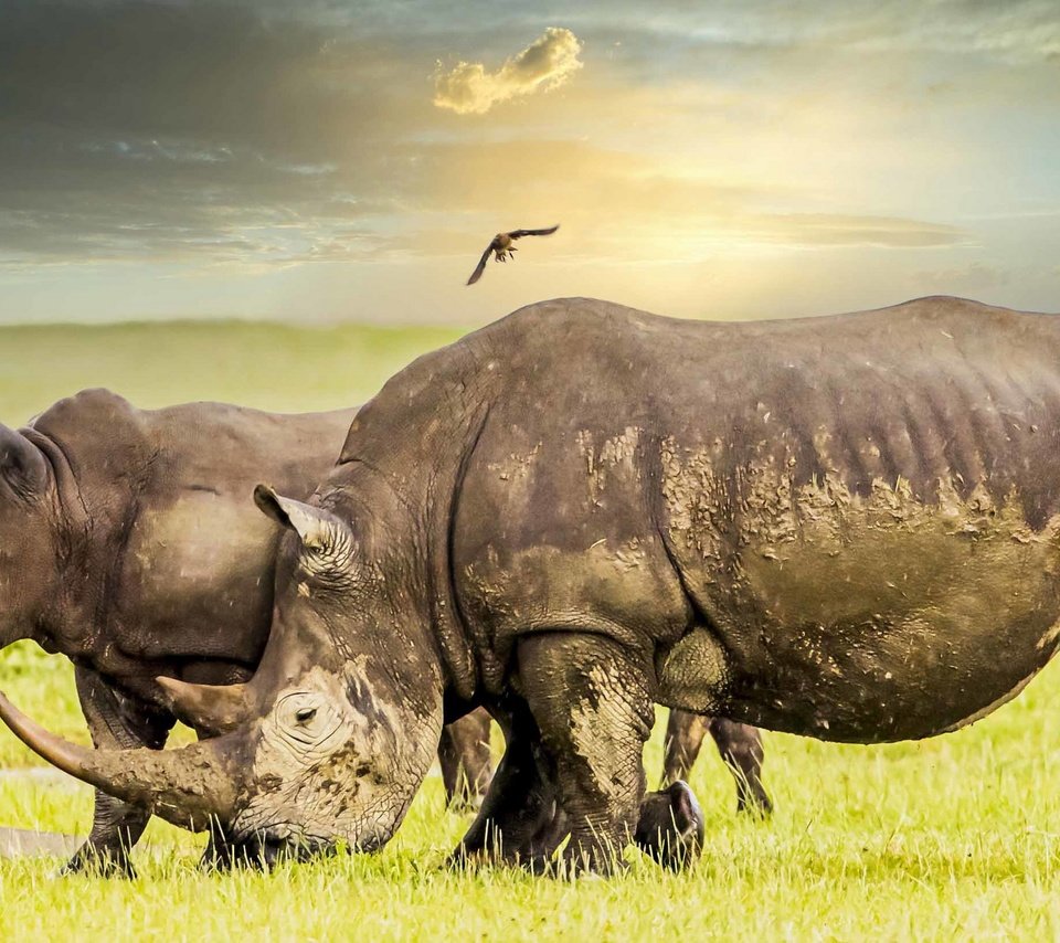 Обои природа, африка, носороги, nature, africa, rhinos разрешение 2560x1440 Загрузить