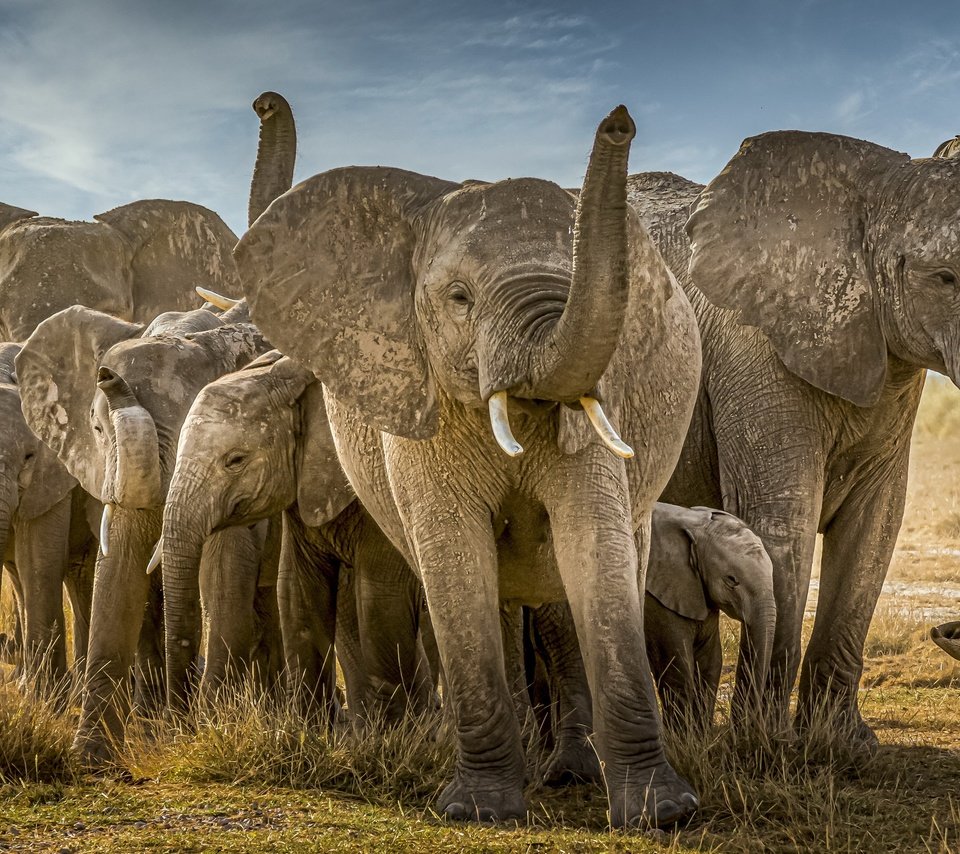 Обои природа, африка, слоны, nature, africa, elephants разрешение 3840x2160 Загрузить