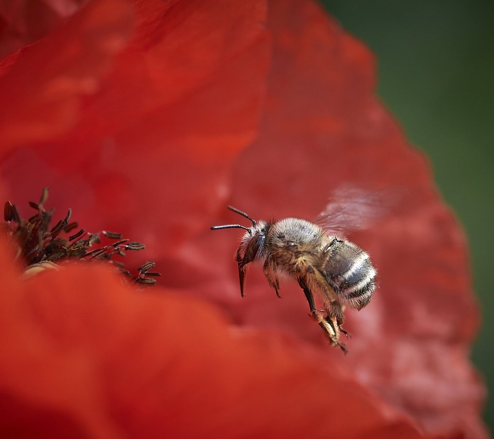 Обои природа, цветок, пчела, nature, flower, bee разрешение 2048x1366 Загрузить