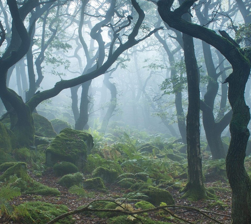 Обои природа, камни, лес, туман, ветки, мох, nature, stones, forest, fog, branches, moss разрешение 2560x1440 Загрузить