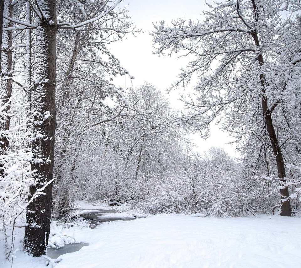 Обои природа, лес, зима, nature, forest, winter разрешение 3840x2160 Загрузить